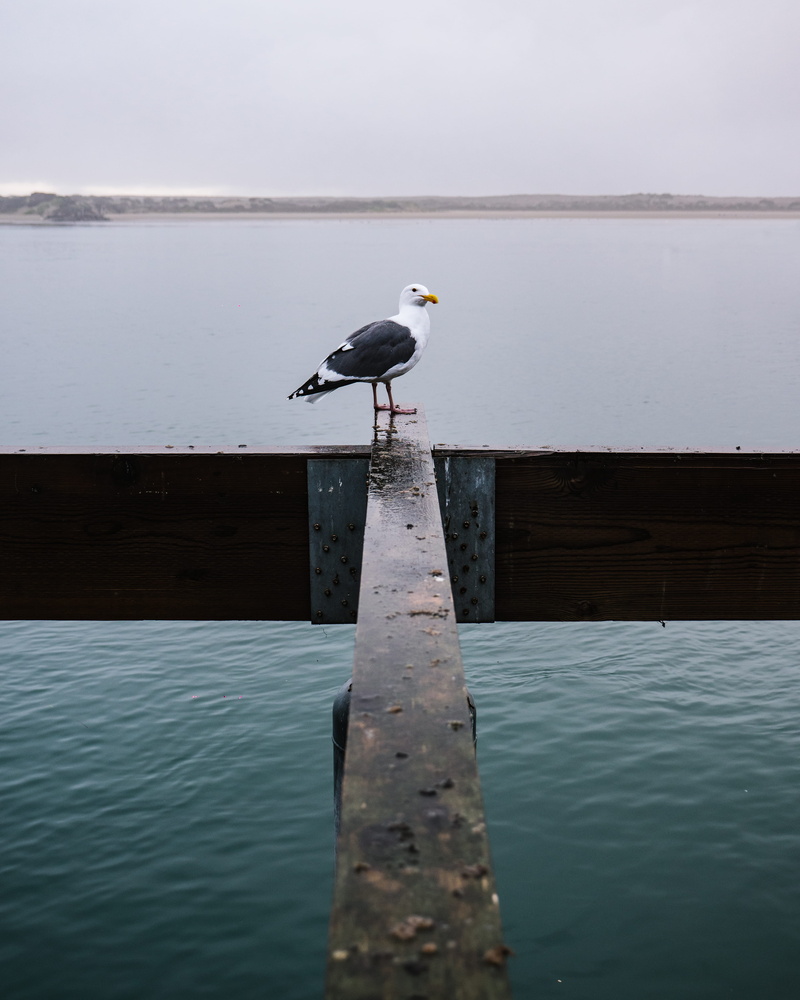 boardwalk, port, animal themes, seagull, no people, standing, wooden, bridge, beam, water, beauty in nature, building, black, banister, day, fog, animals in the wild