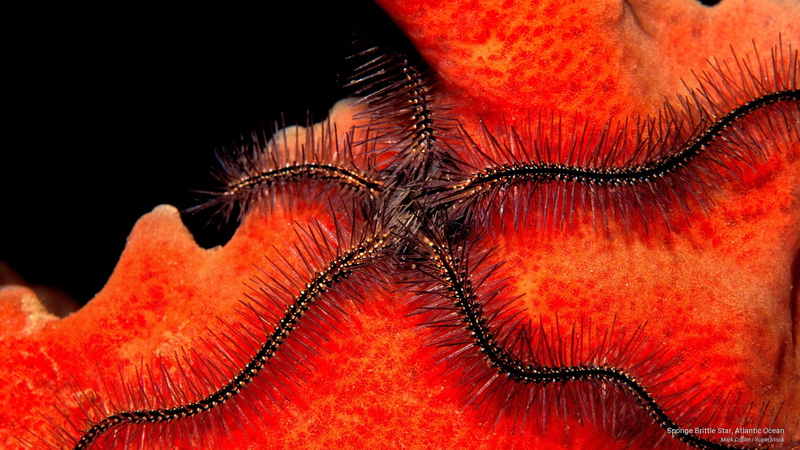 sponge, brittle, Ocean Life, atlantic, star, 2K, ocean