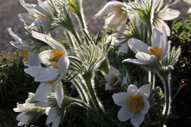 pasqueflower, vulnerability, clear, fluffy, the background, pattern, freshness, 4K, inflorescence, pollen, day, morning, animal themes, flower, nature