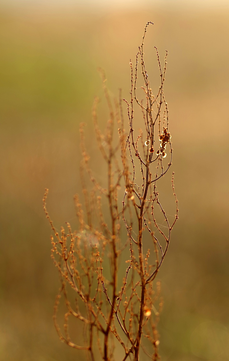 5K, vulnerability, outdoors, colors, dry, gold, focus on foreground, no people, close-up, seeds, fragility, land, plant, meadow, brittle, green, growth