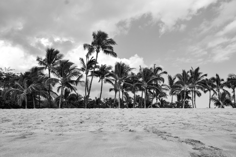 tropical climate, united states, beach, tropical tree, sky, tranquil scene, beauty in nature, tranquility, 2K, cloud - sky, no people, sand, outdoors