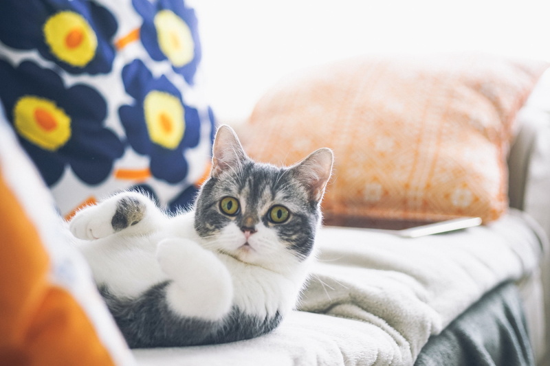 lying, living Room, animal themes, one Person, tired, bed, domestic Cat, white, close-up, cozy, animal head, sleeping, caucasian Ethnicity, resting, selective focus