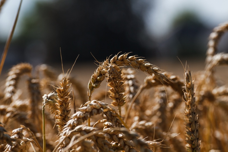 wheat field, dietary fiber, grain, oat - crop, field, selective focus, harvesting, plant, close-up, rural scene, 1080P, nature, rye - grain, cereal plant