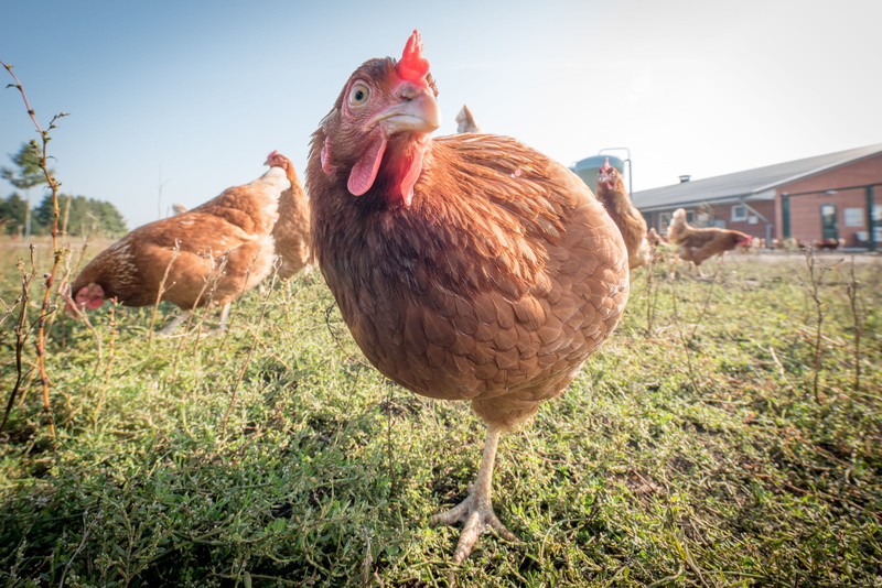 bird, land, hen, one animal, mammal, animal, hen coop, poultry, range, chicken - bird, field, farm, open stable, domestic animals, livestock, vertebrate