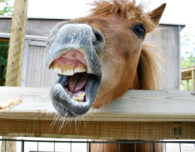 animal, herbivorous, teeth, one animal, brown, animal mouth, livestock, focus on foreground, domestic animals, yawning, 1080P, funny, mammal, snout, animal teeth