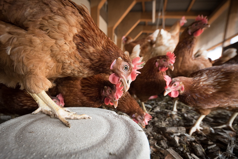 laying hens, livestock, chicken - bird, agriculture, female animal, hens, poultry, hen, group of animals, pets, animal, open stable, range, chicken, no people