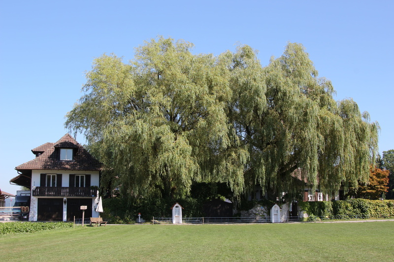 building, green color, 5K, old tree, meadow, view, empire, luxury, plant, trees, land, homestead, abundance, building exterior, Canton Of Zurich, no people