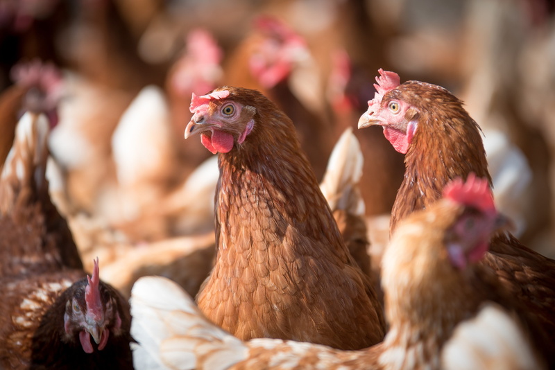 hen, range, farm, close-up, domestic, animal, selective focus, agriculture, animal themes, hen coop, no people, group of animals, day, brown, outdoors