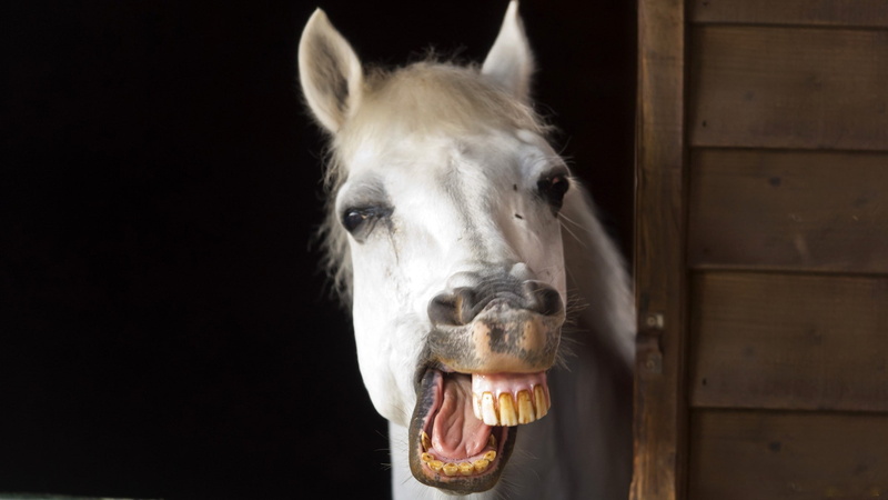 animal, looking at camera, black background, animal teeth, livestock, close-up, animal nose, pets, 1080P, Jaw, animal mouth, mammal, domestic, Smile, animal body part