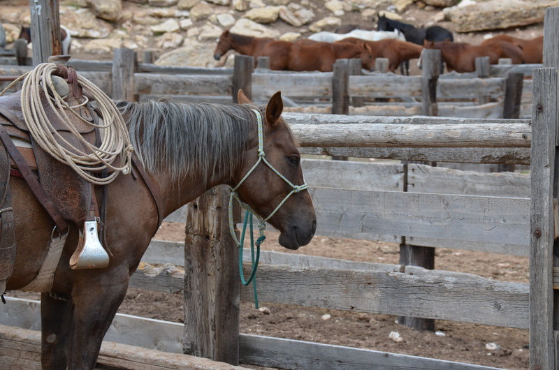 domestic, barn, profile view, no people, outdoors, wood - material, 4K, inside, one animal, domestic animals, bridle, vertebrate, ranch, animal themes
