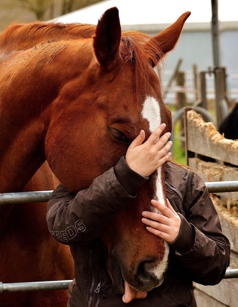 livestock, Love, woman, brown, Horse, connectedness, herbivorous, animal themes, vertebrate, near, holding, one animal, animal head, ranch, 2K, Friendship