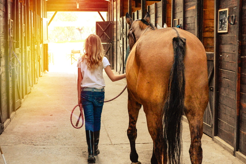 women, rear view, day, mare, horse, casual clothing, one person, 4K, herbivorous, care, pets, horses, ranch, domestic, real people, mammal, full length