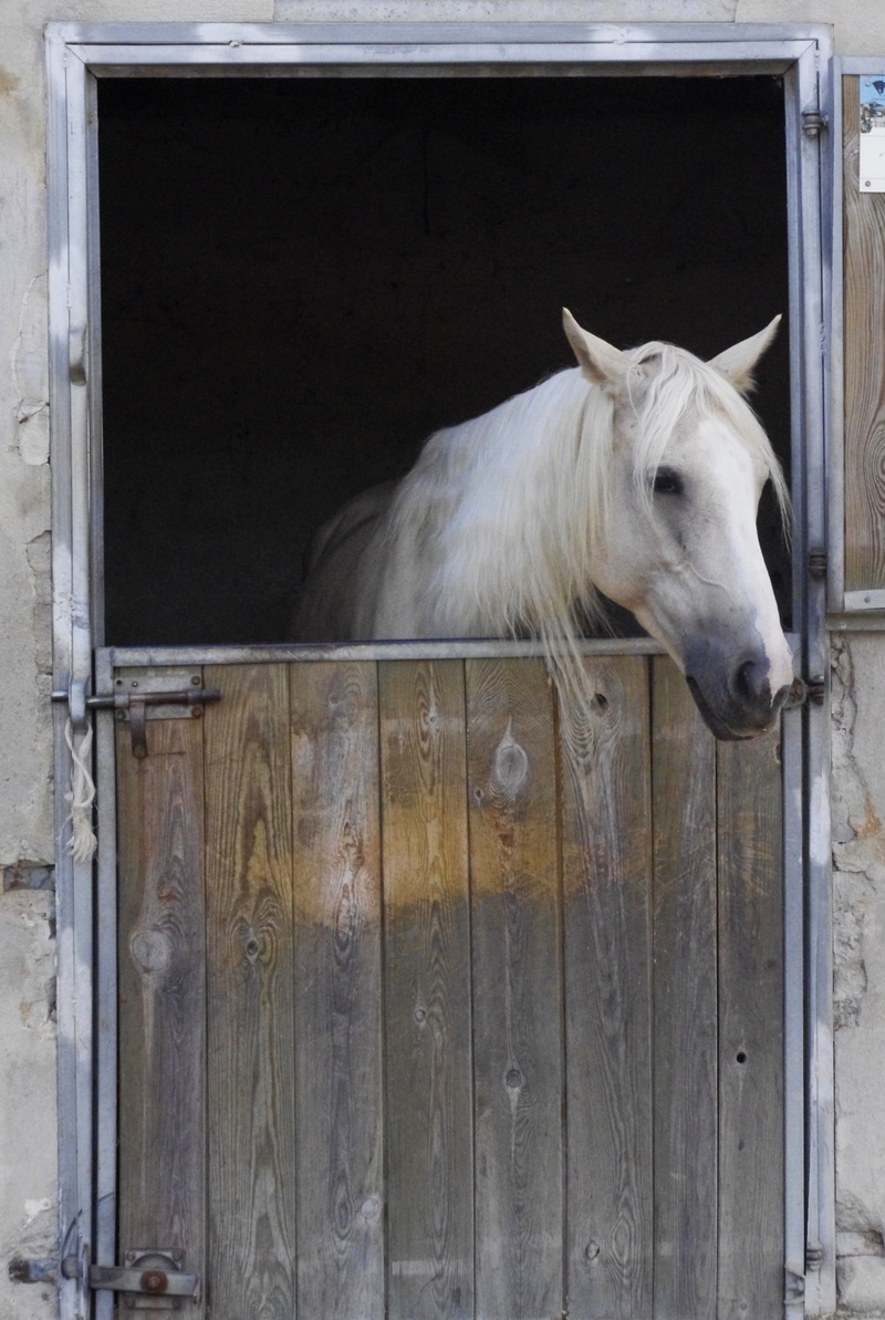 day, domestic animals, stable, animal, animal themes, 4K, door, head, no people, animal body part, vertebrate, one animal, horse, white color, white, outdoors