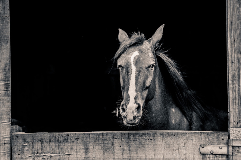 domestic, close-up, horsebackriding, mammal, animal body part, pets, stable, livestock, wildlife, animal themes, domestic animals, black background, working animal