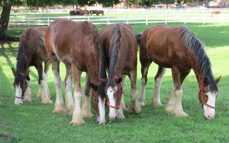 vertebrate, domestic animals, grazing, farm, field, nature, group of animals, mammal, domestic, clydesdale, young animal, animal themes, animal, pony, livestock