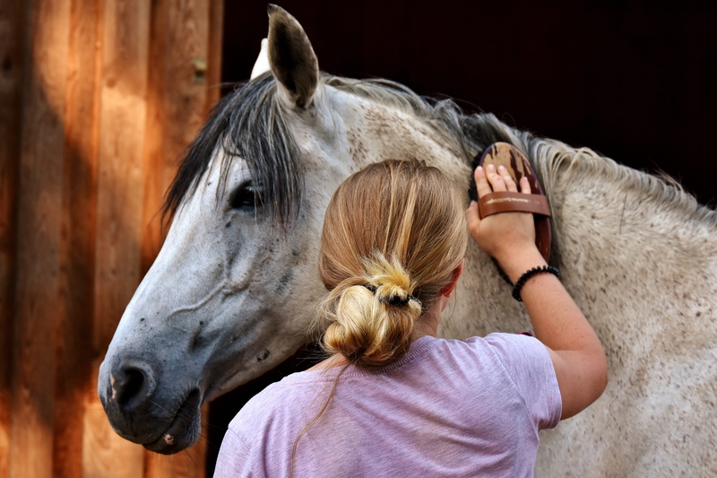 hair, mammal, blond hair, brush, hairstyle, white, clean horse, curry, clean, one animal, horse love, livestock, stable, headshot, domestic, care, animal