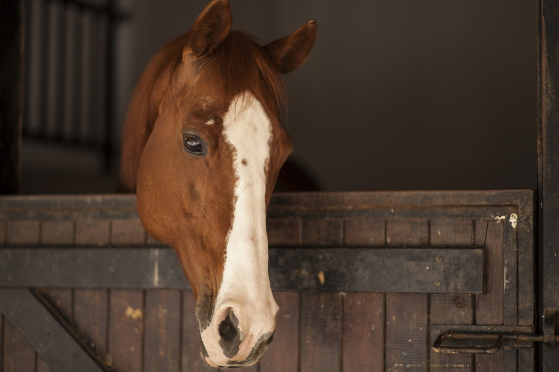 barn, the innocence, vertebrate, animal head, photo, ride, animal themes, mammal, ranch, domestic animals, eyes, the horses are, stable, no people, stallion