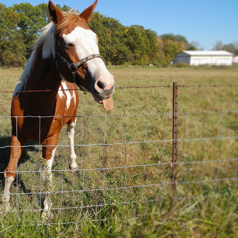 equestrian, barrier, domestic, funny, happy, attitude, portrait, Brown, one animal, domestic animals, mad, anger, nature, rural, Tongue, teasing, angry