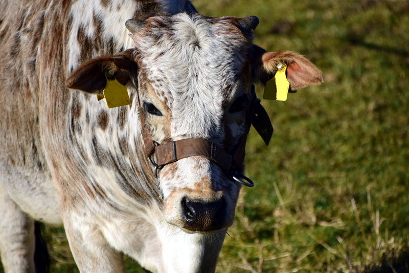 wildlife photography, horse, head, animal themes, livestock, cow, domestic animals, focus on foreground, herbivorous, animal agriculture, beef, domestic