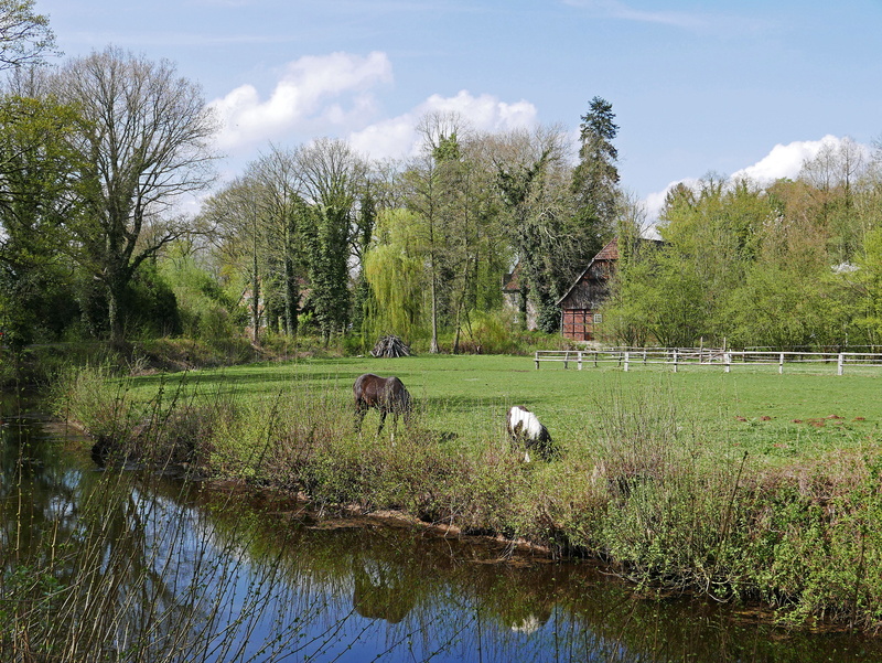 germany, sky, waters, domestic, vertebrate, growth, horse attitude, lake, tree, coupling, spring, moat, protected landscape area, bayou, herbivorous, outdoors