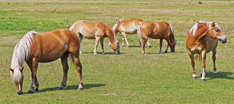 outdoors, nature, domestic animals, breed of horse, no people, blond, horse, haflinger, agriculture, meadow, horses, herbivorous, group of animals, land