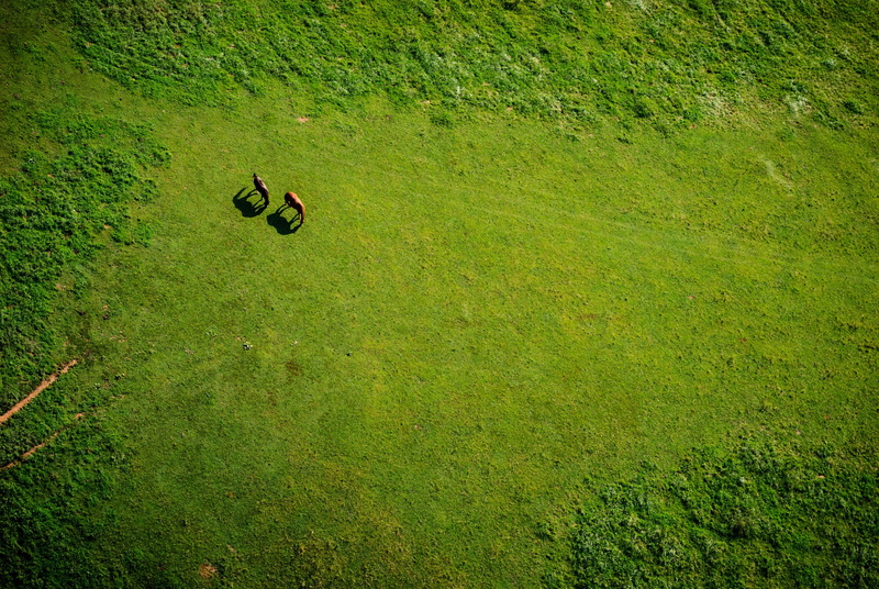 dirt, animals, 4K, aerial view, horse, field, nature