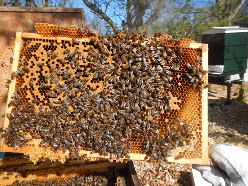 harlem, group of animals, beauty in nature, apiculture, honeycomb, honey bee, bee, animal themes, close-up, bees, day, animal, 4K, large group of animals