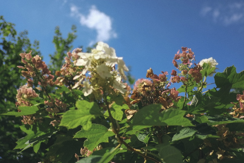 close-up, new york, flowers, green color, sky, nature, fragility, selective focus, low angle view, flower, flowering plant, plant part, plants, 4K, tree
