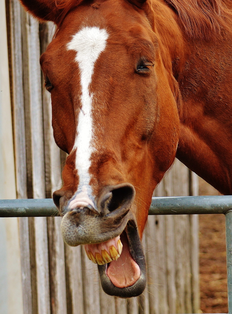 domestic, domestic animals, day, animal nose, animal body part, Animal, brown, horse head, Cute, fence, animal mouth, animal themes, one animal, barrier