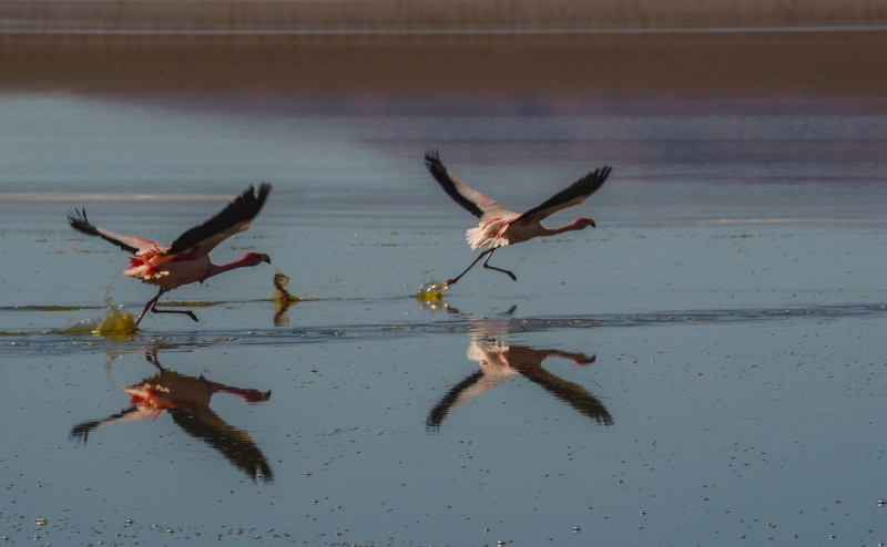 flamingos in flight by laguna, outdoors, animal themes, mid-air, vertebrate, flock, waterfront, between tupiza and uyuni in high country, stork, animal