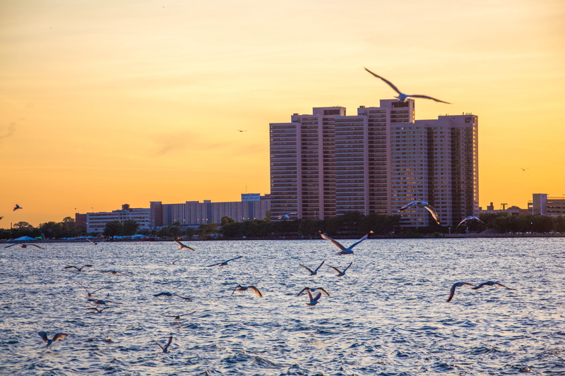 sky, animal wildlife, flying, building, windsor, no people, canada, animals in the wild, flock of birds, skyscraper, 5K, animal themes, fly, bird, animal
