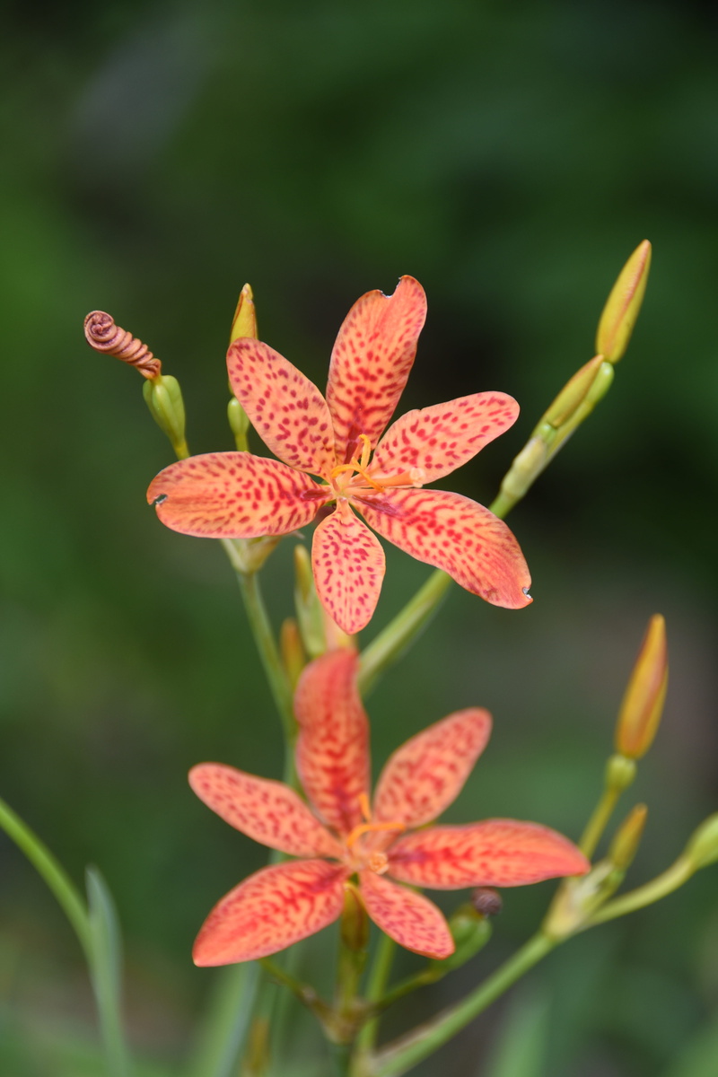 petal, no people, flowers, plant, 5K, focus on foreground, beauty in nature, inflorescence, fragility, nature, pollen, flower head, out of focus, flower