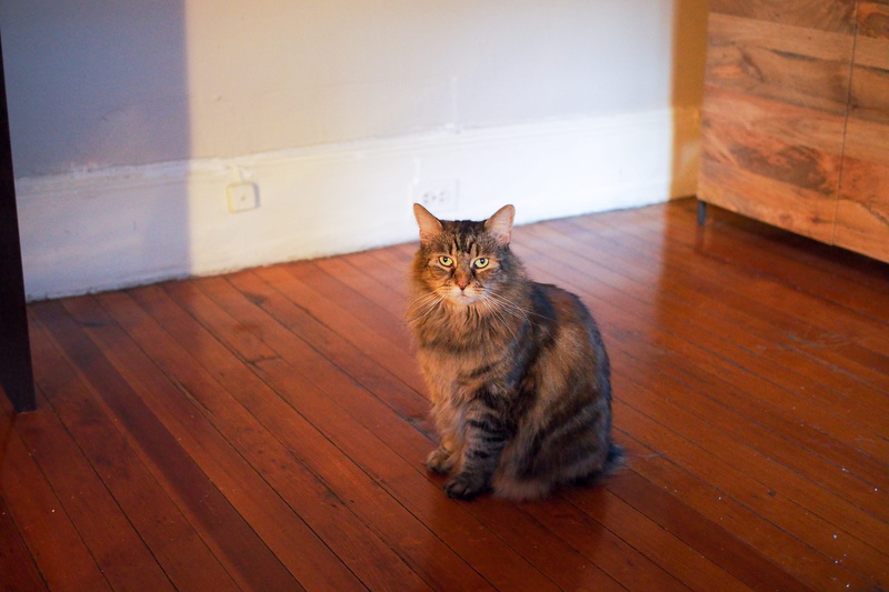 wood, 4K, looking at camera, feline, portrait, whisker, cat, hardwood, indoor, one animal, new york, no people, indoors, sitting, flooring, united states