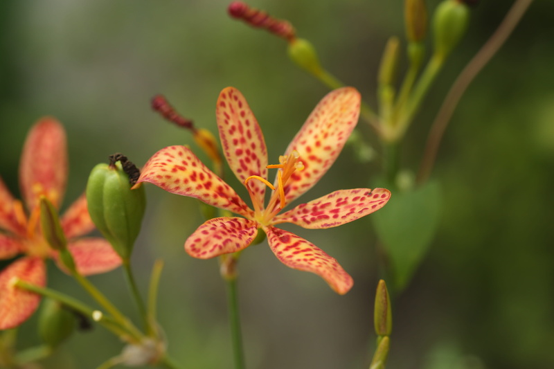 focus on foreground, pollination, nature, criminal liabilities, fragility, no people, animal themes, pollen, flowering plant, close-up, petal, animal wildlife