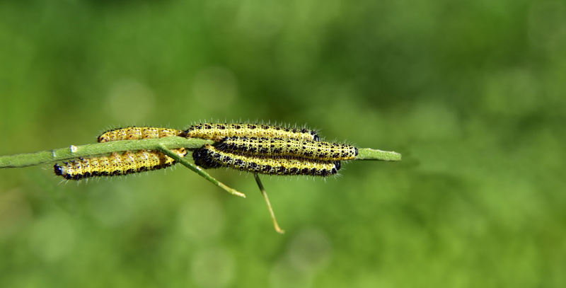 caterpillars, plant, no people, track, caterpillar, nature, animal, live, animal wildlife, close up, outdoors, selective focus, one animal, hairy, green
