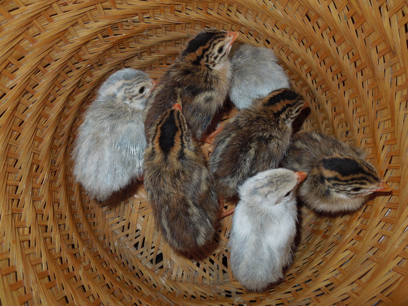 guineafowl, high angle view, basket, 4K, whisker, animal, group of animals, no people, brown, domestic, seven, container, togetherness, animals in the wild