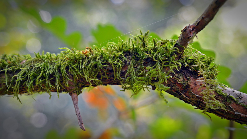 tree trunk, textured, coniferous tree, 5K, branch, focus on foreground, forest moss, weave, tree, leaf, fouling, close, plant part, lichen, plant, outdoors
