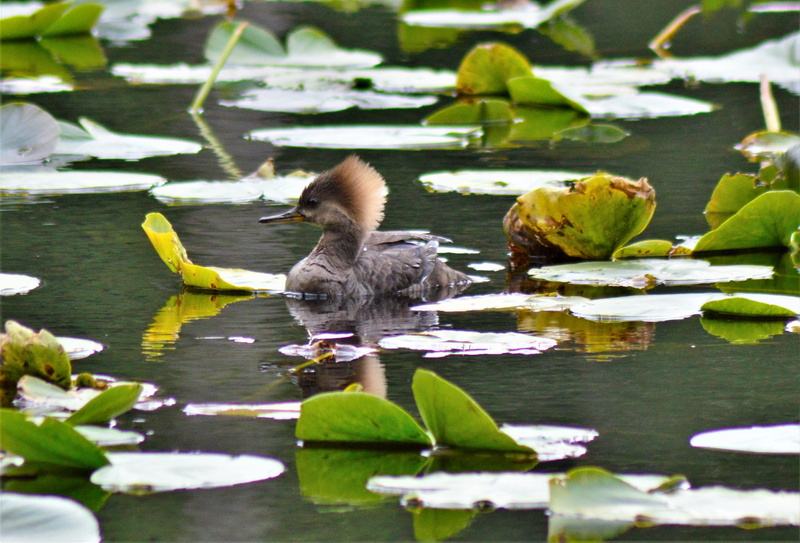 plant part, animal family, floating on water, leaves, vertebrate, lake, beauty in nature, united states, young animal, duck, foul, anacortes, water, nature