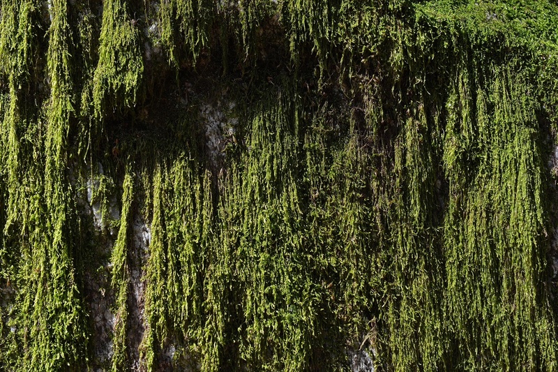 nature, background, tranquility, beauty in nature, stone, 1080P, non-urban scene, tree, tranquil scene, land, texture, forest, moss, trunk, backgrounds