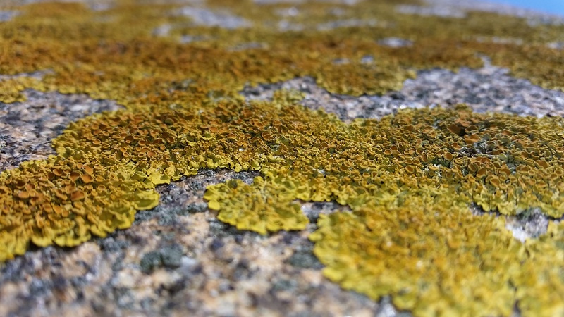 rough, high angle view, selective focus, 2K, backgrounds, stone, orange, day, lichen, growth, nature, fouling, textured, rock - object, outdoors, full frame