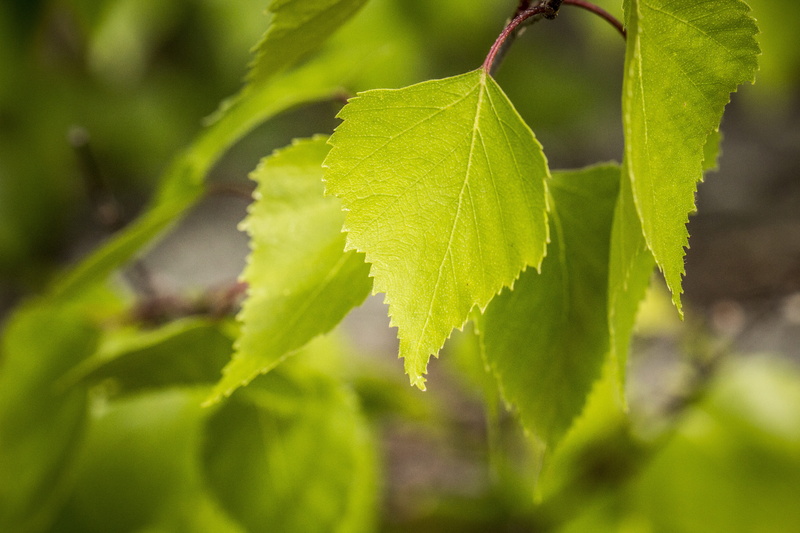 tree, outdoors, green leaf, selective, no people, birch forest, plant part, food and drink, summer, freshness, focus, backgrounds, food, leaf, green, 5K