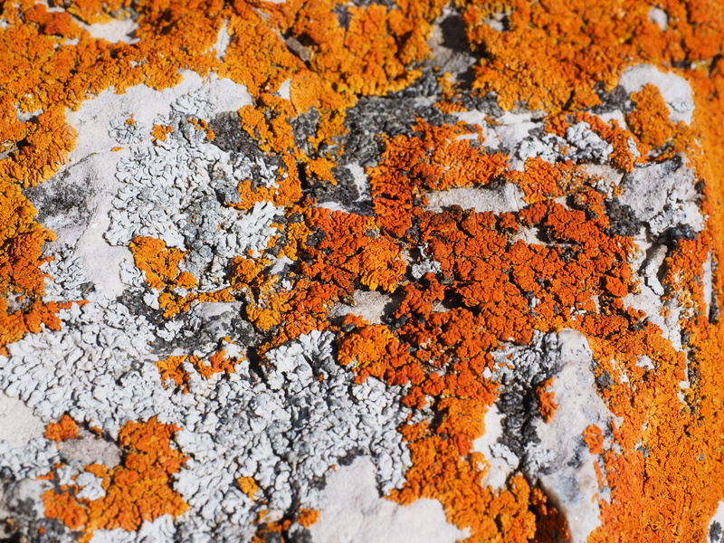 rock, laubflechte, rock - object, lime, day, high angle view, limestone, lichen, beauty in nature, petite yellow lichen, outdoors, 4K, yellow, nature