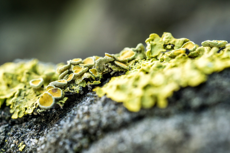 no people, fouling, environment, day, bark, macro, log, growth, tribe, lichen, nature, selective focus, tree, vegetable, green color, textured, fungus