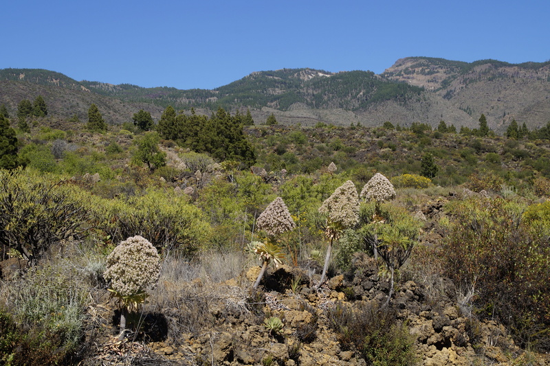 desert, aeonium, landscape, day, mountain range, sky, environment, rock, inflorescence, thick sheet greenhouse, beauty in nature, 5K, cactus, crassulaceae