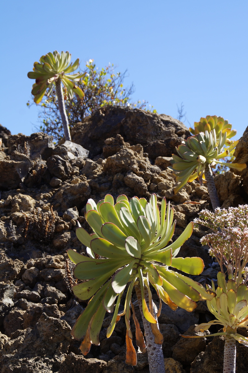 steinig, crassulaceae, aeonium, rocky, succulent, day, frugal, inflorescence, clear sky, succulent plant, flower, freshness, yellow, petal, tenerife, fouling