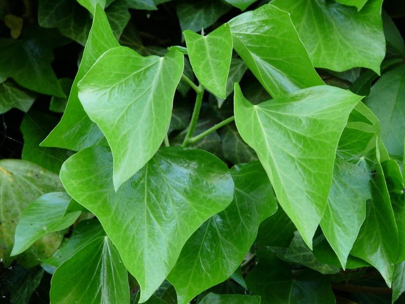 ivy leaves, garden plant, no people, day, dew, ivy growth, backgrounds, fouling, hedera helix, wet, green, plant, freshness, beauty in nature, tranquility