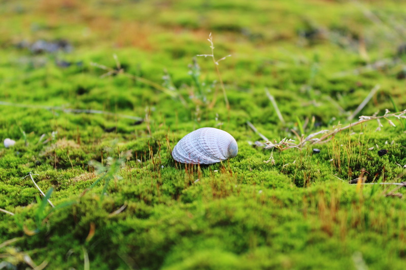 field, animal shell, day, animal themes, close-up, plant, animals in the wild, nature, moss, soft, animal, green, seashell, land, garden, gastropod, mollusk