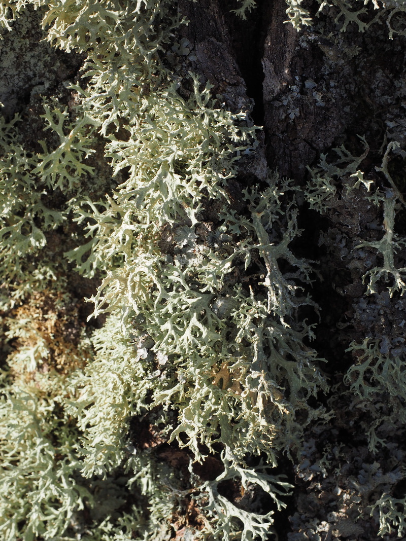 tree moss, plant, weave, outdoors, fouling, poplar bark, rock - object, beauty in nature, brush braid, full frame, underwater, nature, beef, water, rock