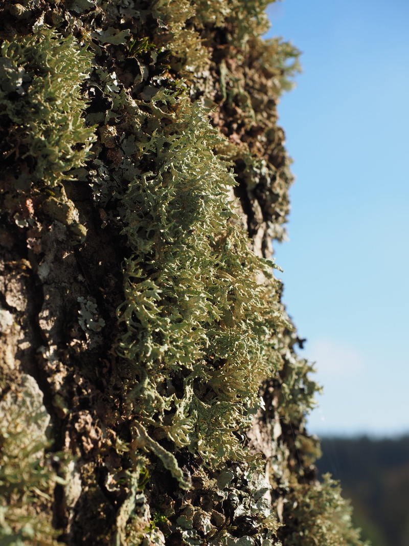 plant, day, trunk, nature, focus on foreground, tree trunk, bark, brush braid, sunlight, fouling, tranquility, sorediöse astflechte, ramalina farinacea
