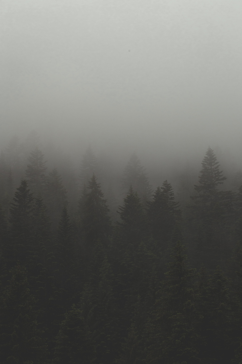 mountain, fog, france, forest, steam, no people, tree, pine, sky, dew, cloud, mist, tranquil scene, wood, backwoods, french alps, jungle, day, backcountry